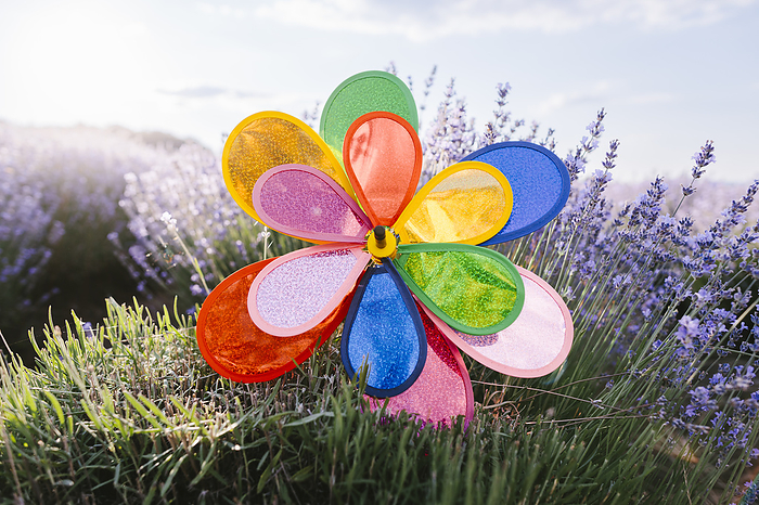 Vibrant pinwheel toy in lavender field on sunny day