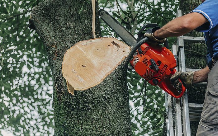 Lumberjack sawing tree trunk with chainsaw