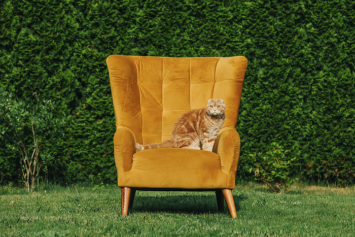 Cat sitting on yellow chair in garden