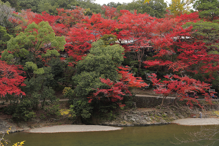 Arashiyama  Arashikyo  in autumn leaves, Kyoto 100 Best Places to View Autumn Foliage in Japan