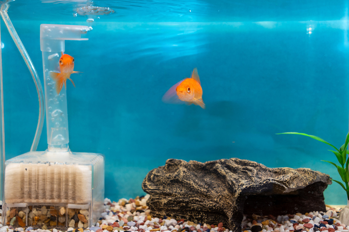 Goldfish swimming in a tank