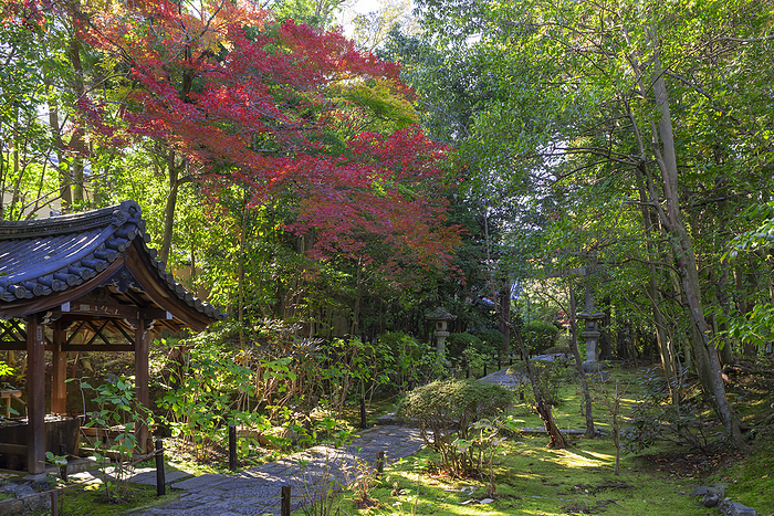 Autumn leaves at Kochiin Kyoto City Nanzenji Pagoda Approach to Toshogu Shrine, Kinji in