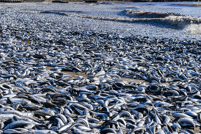 Thousands of dead fish wash up in Hokkaido Thousands of dead sardines and mackerels are seen washed up on the coast of Hakodate City in Hokkaido on December 8, 2023.  Photo by Osamu Niwa AFLO 