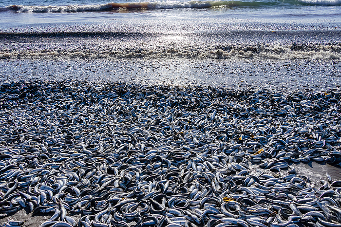 Thousands of dead fish wash up in Hokkaido Thousands of dead sardines and mackerels are seen washed up on the coast of Hakodate City in Hokkaido on December 8, 2023.  Photo by Osamu Niwa AFLO 