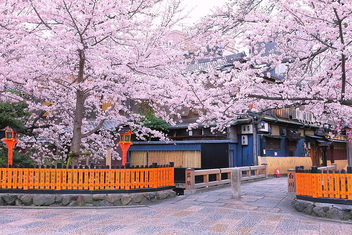By the Shirakawa River in Gion where cherry blossoms bloom Kyoto City, Kyoto Prefecture