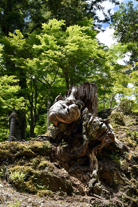 Stumps in the precincts of Jingo-ji Temple in fresh greenery Takao, Ukyo-ku, Kyoto