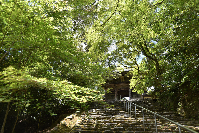 Stone steps and tower gate of Jingo-ji Temple in fresh greenery, Takao, Ukyo-ku, Kyoto