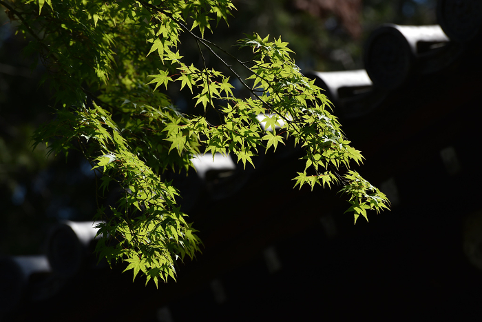 New greenery on the grounds of Tofukuji Temple Higashiyama-ku, Kyoto