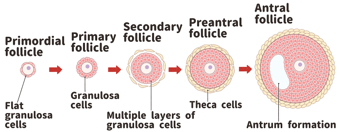 Primordial follicles and developing follicles Easy-to-understand English illustrations
