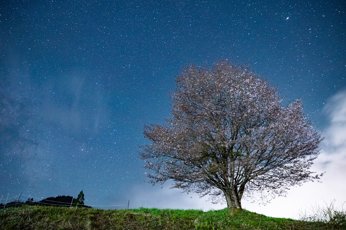 Ippon Cherry Blossom and the Milky Way Nagano Pref.