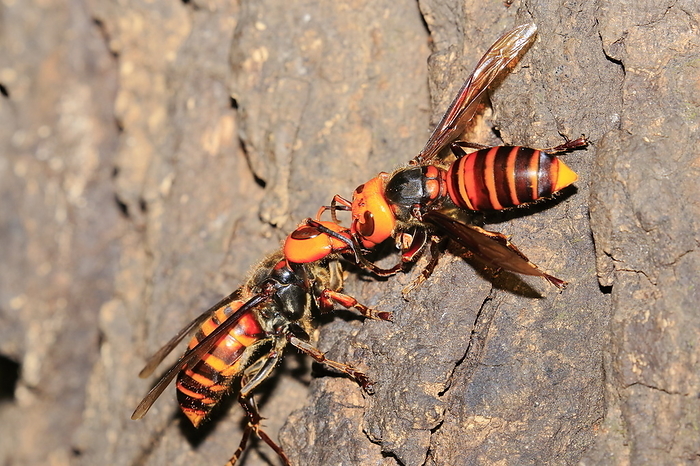 Nutritional exchange in the giant hornet, Vespa ducalis