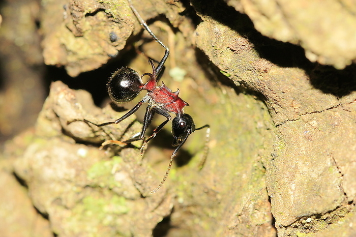 Japanese carpenter ant (Camponotus japonicus)