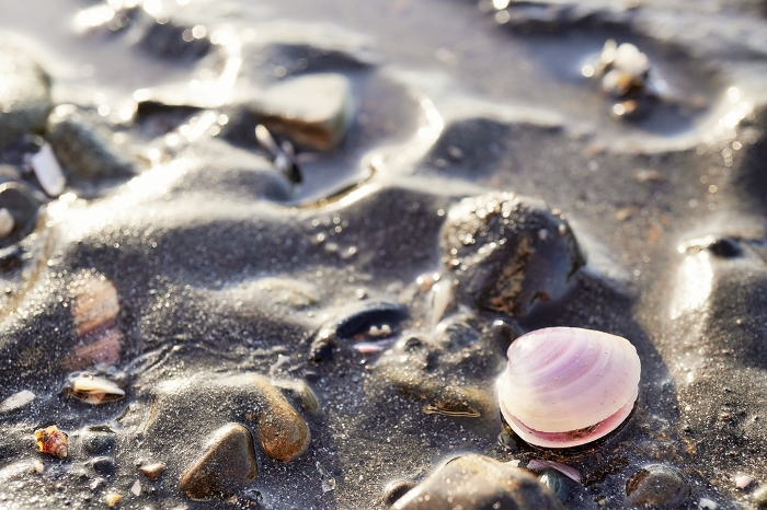 Beautiful pink bivalves falling in the waves of the Ariake Sea.