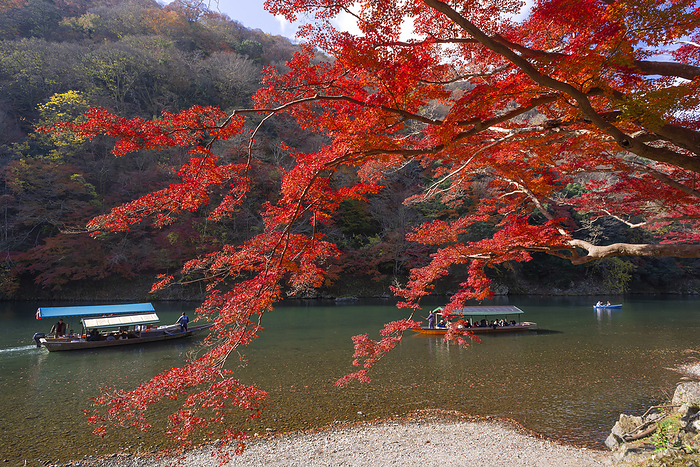 Autumn Foliage in Arashiyama Kyoto City