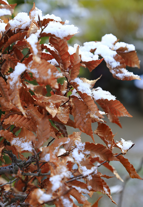 Leaves of mountain zelkova with snow on them