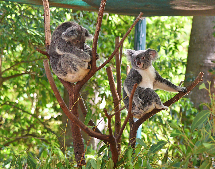 Koala Currumbin Zoo Gold Coast Australia