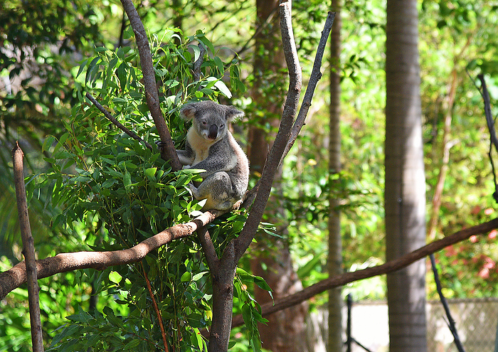 Koala Currumbin Zoo Gold Coast Australia