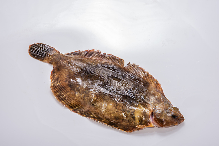 slime flounder (Microstomus achne)