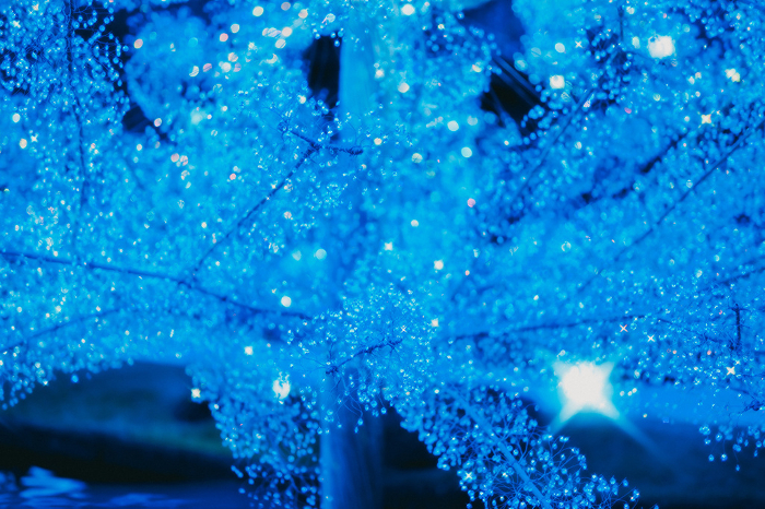 Christmas Gardens and Illuminations in Hakone (2023)