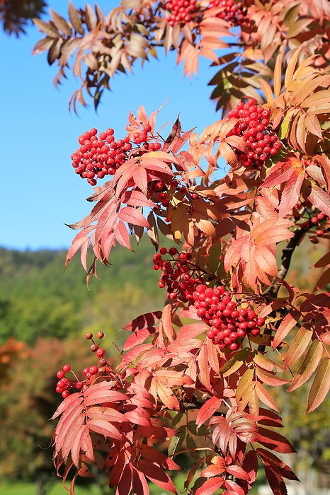 Japanese rowan (species of mountain ash, Sorbus commixta)