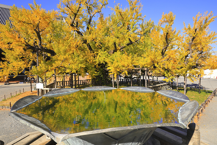 Nishi Honganji Lotus Fountain and Ginkgo Biloba in yellow leaves Kyoto Pref. A 400 year old giant ginkgo tree  designated as a natural monument by Kyoto City 