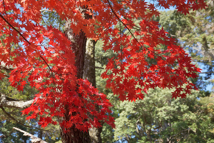 Autumn leaves in the precincts of Jingo-ji Temple, Takao, Ukyo-ku, Kyoto