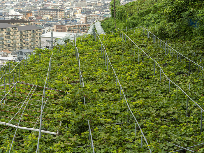 Vineyards on Mt. Takao in Kashiwara City