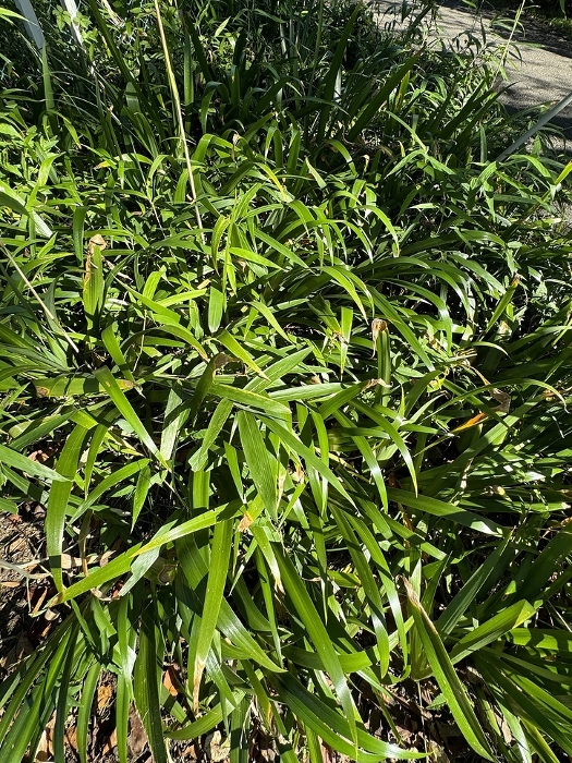 Shagga, Iris japonica Thunb, Iridaceae