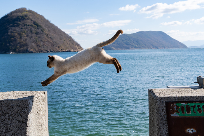 Cat jumping over an embankment
