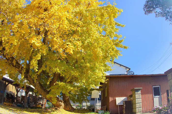 [Aichi Prefecture]Original Kuhji ginkgo tree in Inazawa City