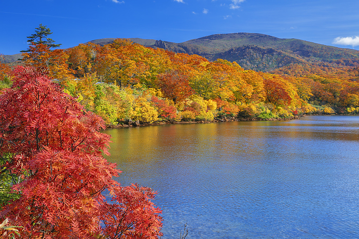 Mt. Kurikoma from Lake Sugawa in autumn leaves, Akita Prefecture