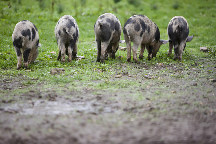 Back view of spotty piglets eating, by Ableimages