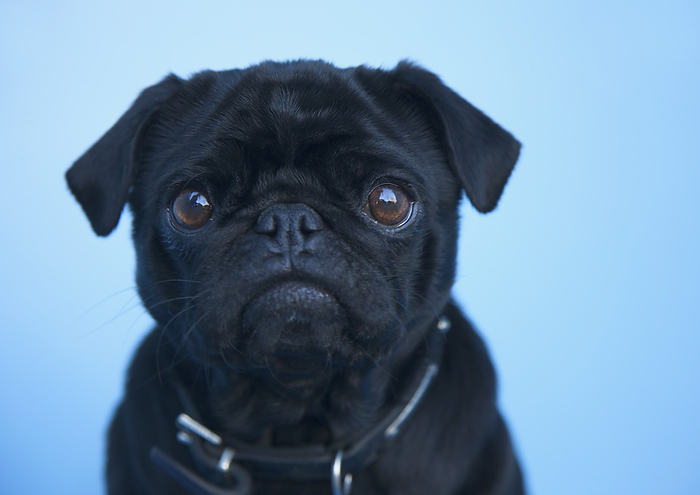 Close up of a black pug, by Jutta Klee