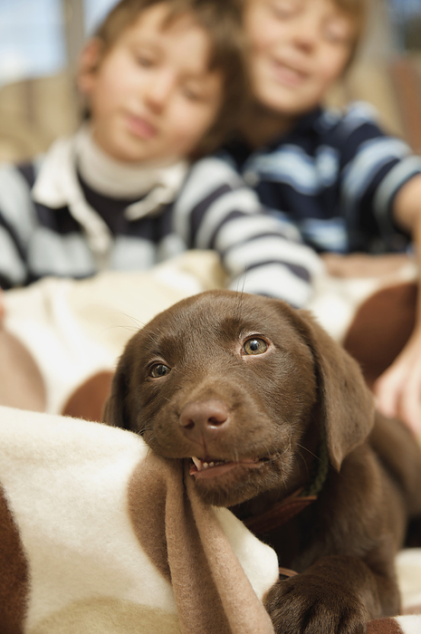Labrador puppy chewing a blanket with two boys looking on, by Jutta Klee