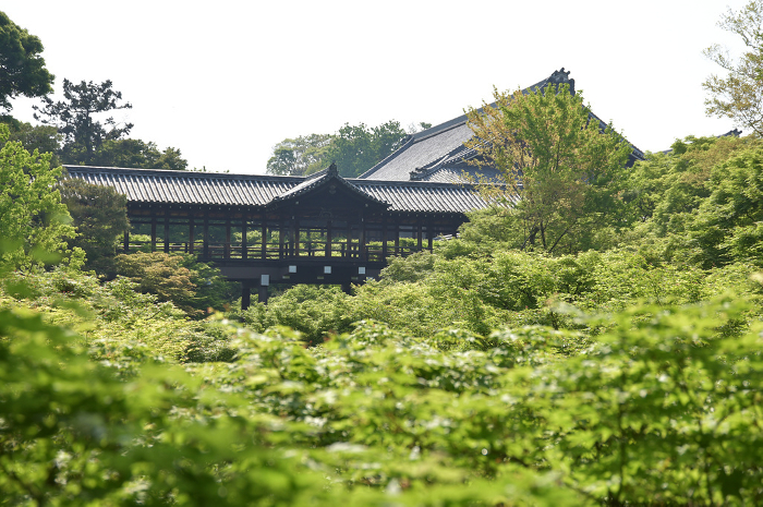 Fresh green leaves of Tofukuji Temple and young maple trees Higashiyama-ku, Kyoto City
