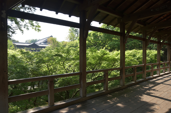 Totsukubukuji Temple in fresh green, Tsutenkyo Bridge and young maple trees seen from Gagumo Bridge Higashiyama-ku, Kyoto City
