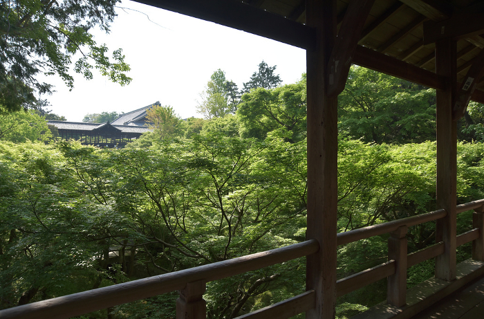 Totsukubukuji Temple in fresh green, Tsutenkyo Bridge and young maple trees seen from Gagumo Bridge Higashiyama-ku, Kyoto City
