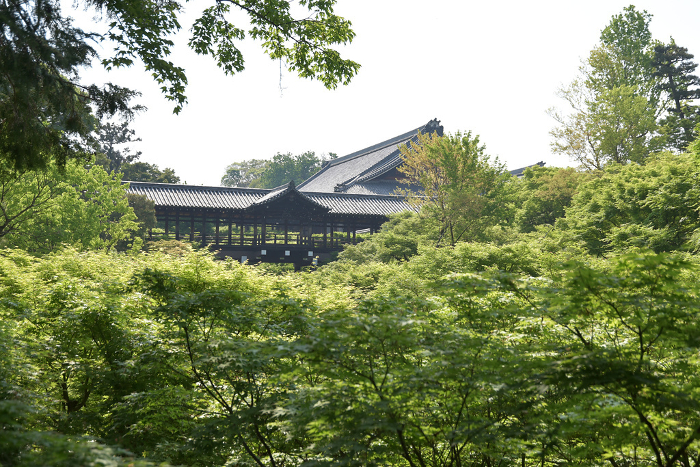 Fresh green leaves of Tofukuji Temple and young maple trees Higashiyama-ku, Kyoto City