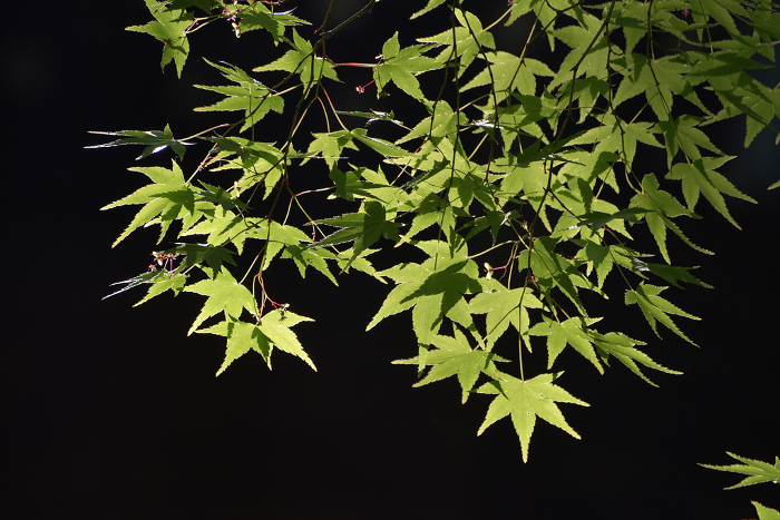Young maple trees in the precincts of Tofukuji Temple in fresh green Higashiyama-ku, Kyoto