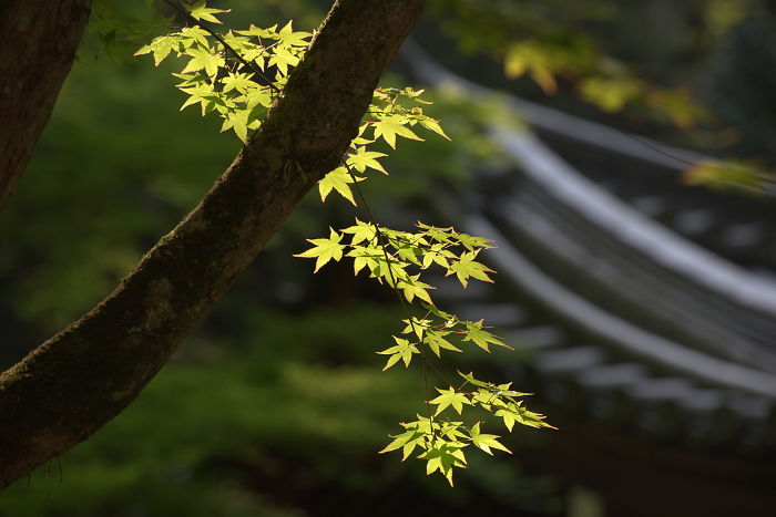 Young maple trees in the precincts of Tofukuji Temple in fresh green Higashiyama-ku, Kyoto