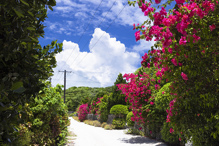 Taketomi Island, Okinawa, Japan White Sand Road Bougainvillea
