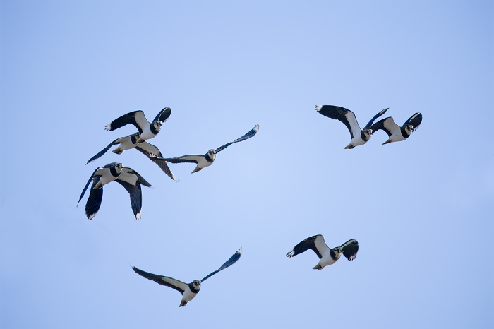 A flock of tageliers in flight