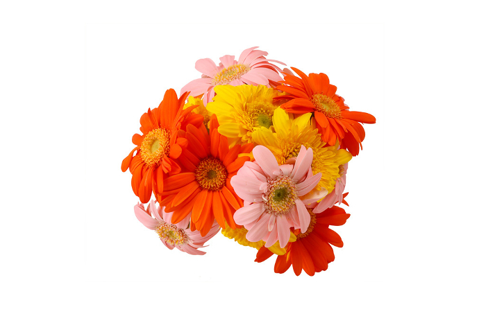 Gerbera bouquet on white background