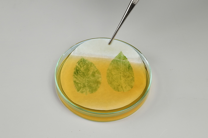 To examine leaf starch Remove leaf and dip filter paper in diluted iodine solution, then rinse gently with water. To examine leaf starch Remove leaf and dip filter paper in diluted iodine solution, then rinse gently with water.     