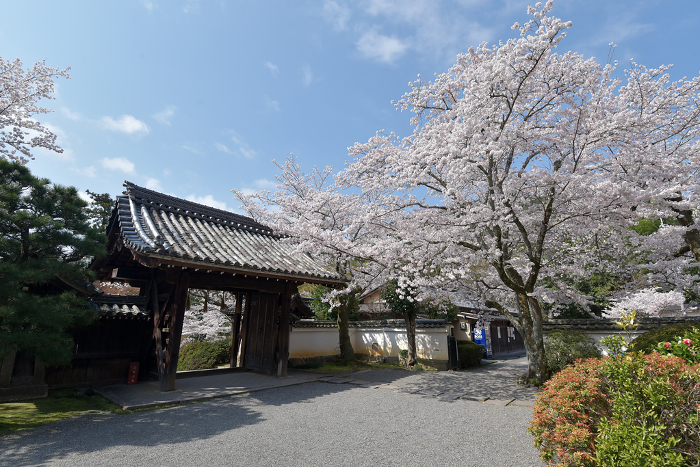 Bishamondo Yakuimon Gate and cherry blossoms in spring Yamashina-ku, Kyoto