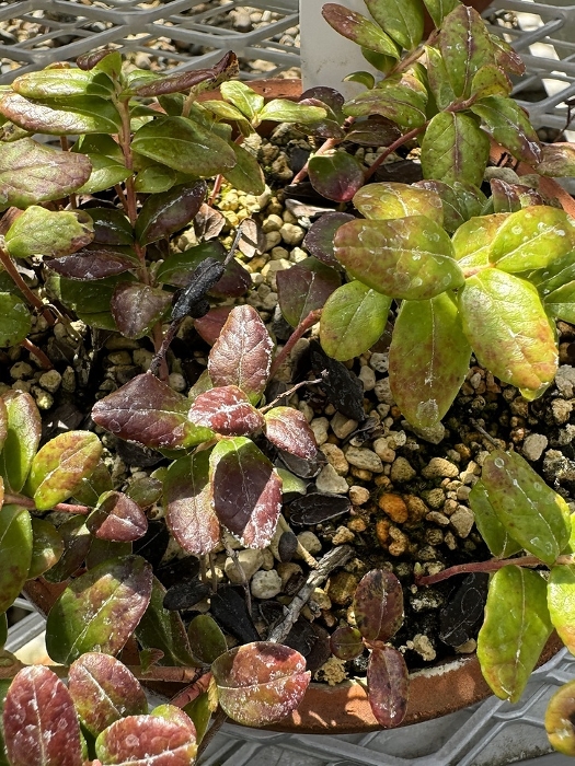Bowl of cocklebur, seen from above Azaleaaceae Vaccinium vitis-idaea L.