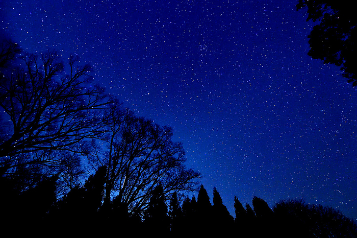 From the animal trail Starry sky in a forest of giant trees
