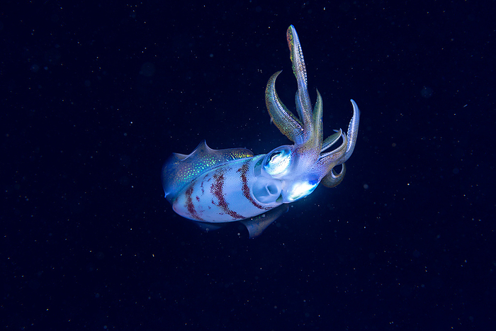 Tokyo, Ogasawara Bluefin reef squid