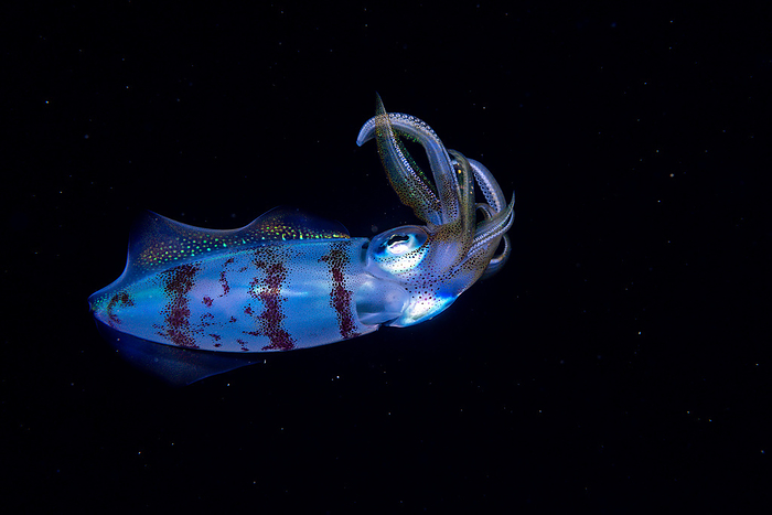 Tokyo, Ogasawara Bluefin reef squid