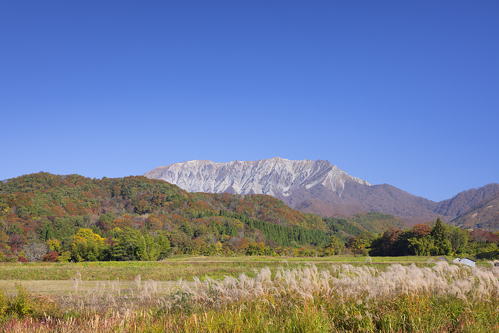 Silver Grass Blossoming Mt. Daisen and Blue Sky Tottori Pref.